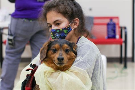 Animal rescue league iowa - DES MOINES, Iowa — The Animal Rescue League of Iowa (ARL) is holding a large adoption event at all their locations Friday, Nov. 24, until Monday, Nov. …